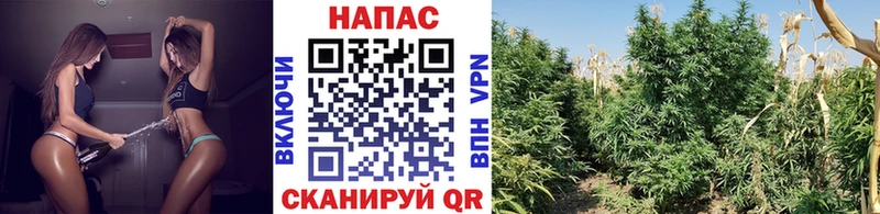 Шишки марихуана MAZAR  купить  цена  Бутурлиновка 